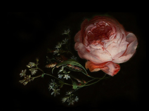 clara–lux: RUYSCH, Rachel (1664–1750)  Details after “Stilleven met bloemen op een marmeren tafelblad”Ed. and Digital Restoration Orig. 