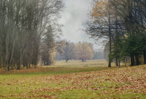 park in Białowieża by Janusz Kanabus camera: Nikon Z6