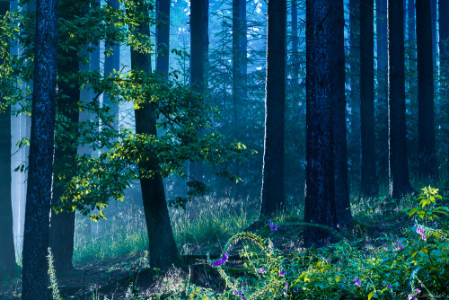 dehanginggarden: Blue dream by erynlasgalenphotoart