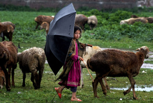 fotojournalismus: A nomad girl walks with her livestock in Peshawar, Pakistan on March 13, 2016. (Mu