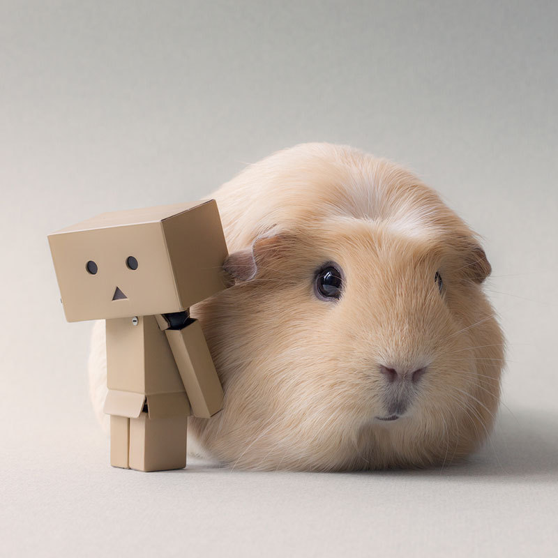 bobbycaputo:  Booboo, the World’s Cutest Guinea Pig Meet Booboo, a two-year