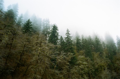 Steelheading on 35mm - 1 of 2Oregon2018