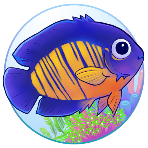 Dwarf Saltwater AngelfishIf you wish to keep these beauties, make sure they’re reef safe. The dwarf 