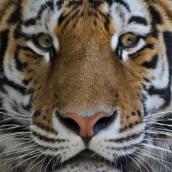 llbwwb:  Sibirian Tiger (by pe_ha45)