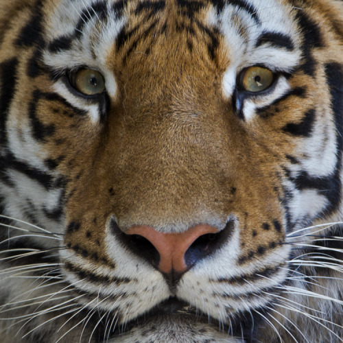 llbwwb:  Sibirian Tiger (by pe_ha45)