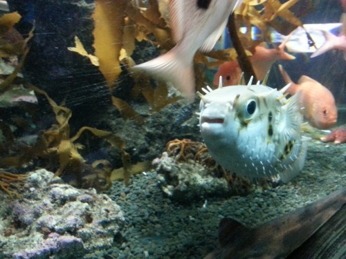 ducksonice: Adorable Sea Life D'aww, pufferfish. Also known as the Bruce Banner of marine life. (One