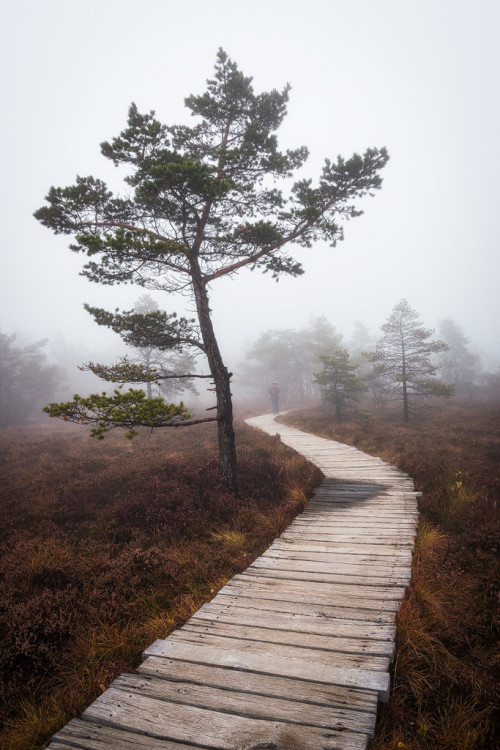 ponderation:  Black Moor by Heiko Gerlicher  