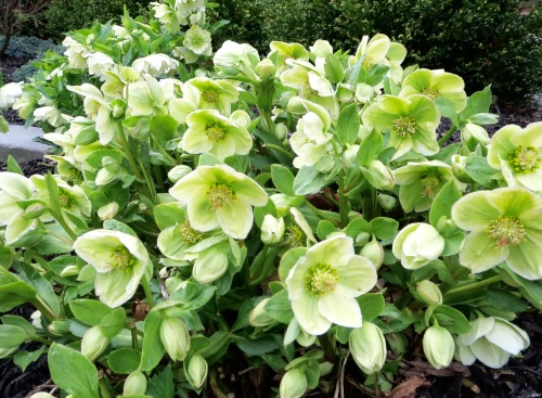 A healthy hellebore I saw downtown.