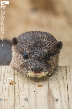 dailyotter:  Yes, Little Otter, That Wooden Platform Makes a Good Chin Rest Via The Otter Swamp
