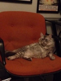 derpycats:  Draw me like one of your French