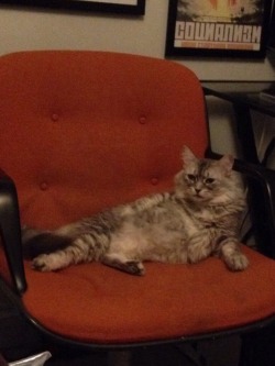 Derpycats:  Draw Me Like One Of Your French Cats 