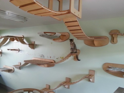 mymodernmet:Cat playgrounds by GoldtatzeSuspended wall and ceiling fixtures transform rooms into ove