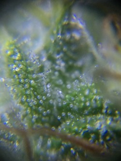 Just joined the trichomes world