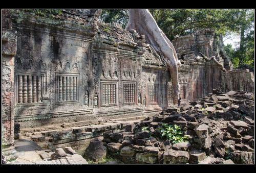 socialfoto: Rooty, sunny Preah Khan by tenderbar #SocialFoto