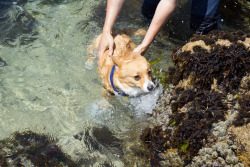 chubbythecorgi:  Swimmies? Nope, no thank