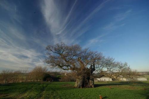 The Bowthorpe OakThought to be the oldest in England at over a thousand years old, this magnificent 