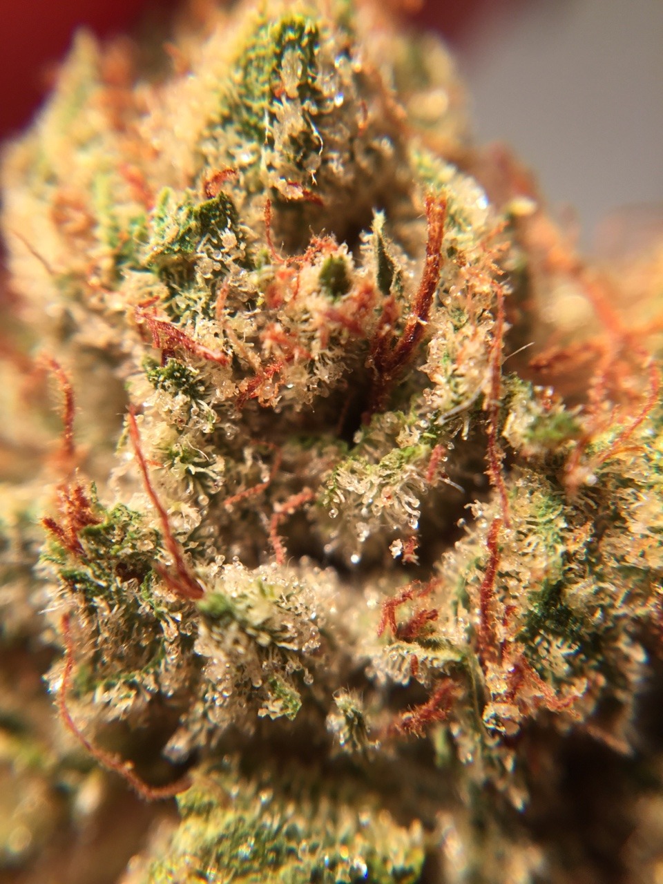 veraisastoner:  Be Real Og Macro 10x &amp; 15x