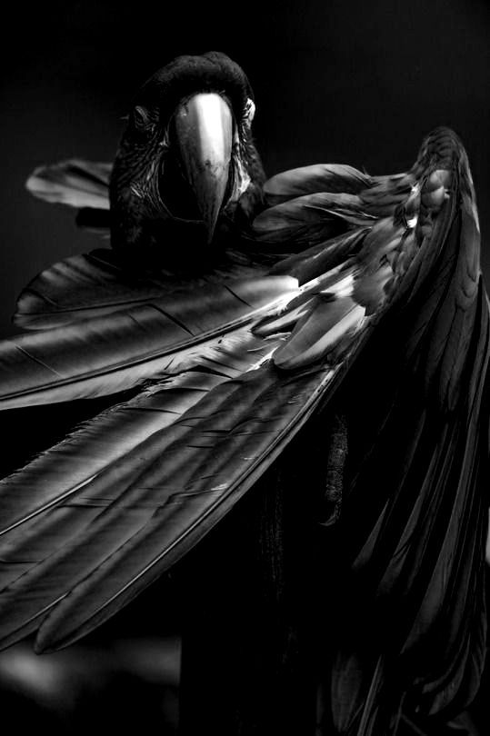 noir43:  The thoughts.  meraviglia ♥