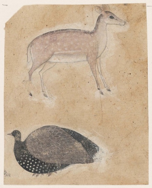 thatsbutterbaby: Deer and Turkey.  Indian, 19th century.    Opaque watercolor on pape