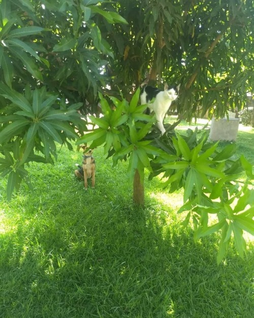 This story is about a dog (Marshall) a cat (Oreo) and a mangoe tree-the mangoe tree doesn&rsquo;