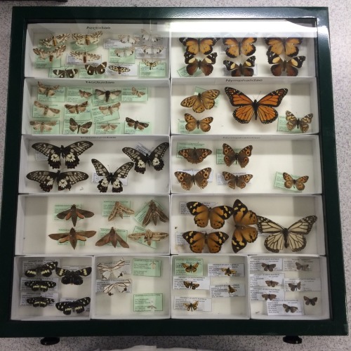 Amazing butterfly collection in the lab!