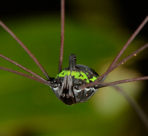 captain-price-official:onenicebugperday:Harvestmen (Arachnida, Opiliones) photographed by Art Anker 