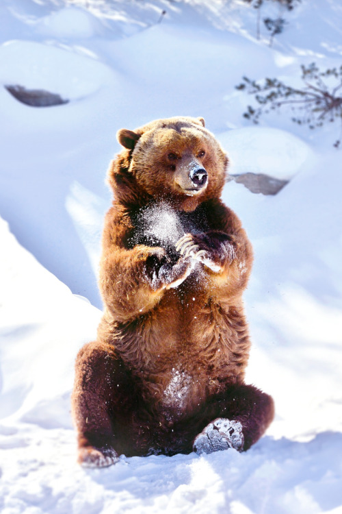 earthandanimals:Snow lover by SOphie Guillemette porn pictures