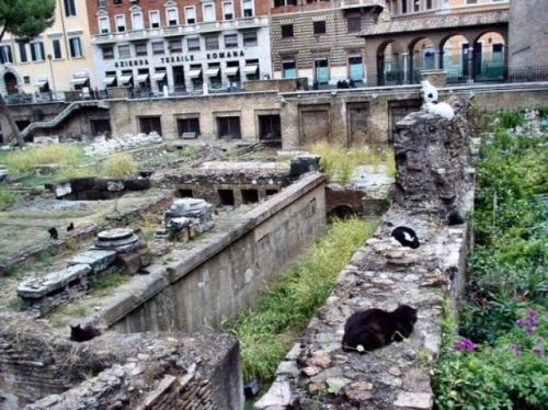 darkjedioftheknight:catsbeaversandducks:Roman Cats Turn A Historic Site Into Cat HavenIn Rome, many 