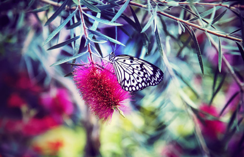 A butterfly with white wings.