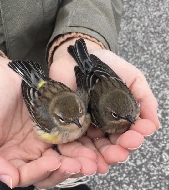 touchn2btouched: In every living thing there is the desire for love…  - D. H. Lawrence 