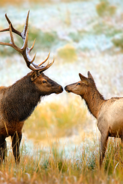 4quarius:  Nose To Nose by Steve Perry