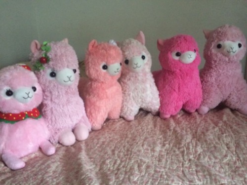 Alpacasso Sale!!!! So I was just offered a job across country and I will be moving in a few months. 