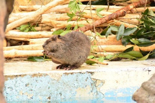 I love otters the most but beavers are pretty darn cute as well (and I can’t believe I’v