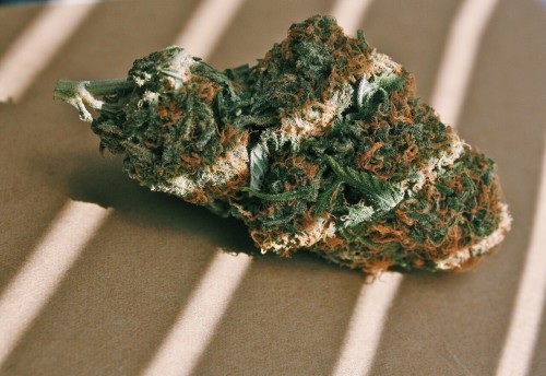 Marijuana & Kitties