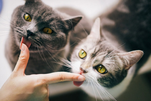 observando:  by mingz  kitties!!!
