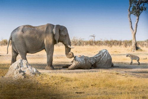 emotionally-compromised-idiot:sixpenceee:An elephant beside the corpse of a friend, with her trunk a