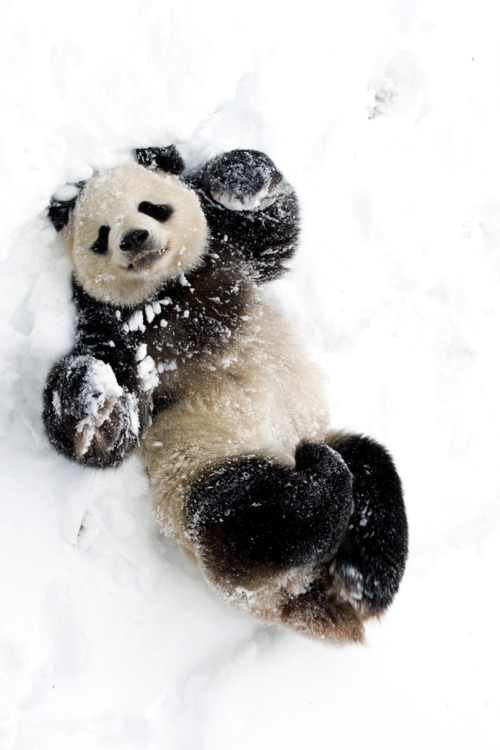 lonewolfuk:  FUCKING LOVE PANDAS 