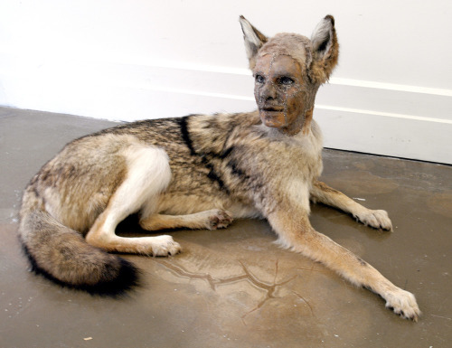 dramaticbackstory: sixpenceee: Artist Kate Clark uses clay to sculpt human faces onto taxidermed ani