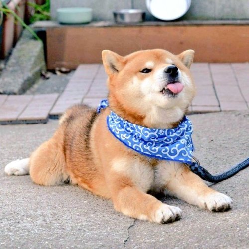 carudamon119:  彫処 華 tattoo artist‏ @oregaitigoore15 柴犬が世界中で 愛される理由がわかる４枚の写真。 