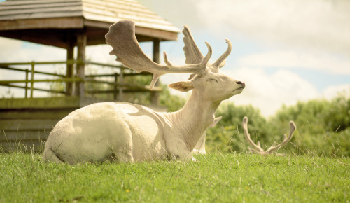 I went to Knowsley Safari Park last week. most of the animals were sleepy and cuddly and adorable.