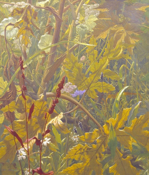 Undergrowth.1941.Tempera on Canvas.41.3 x 36.8 cm.Source : tate.org.ukArt by Eliot Hodgkin.(1905-198