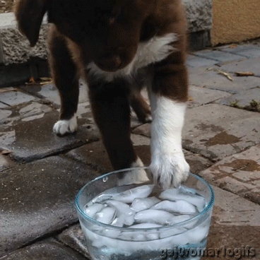 gaj0romar1ogifs:  http://charlavail.tumblr.com/ 