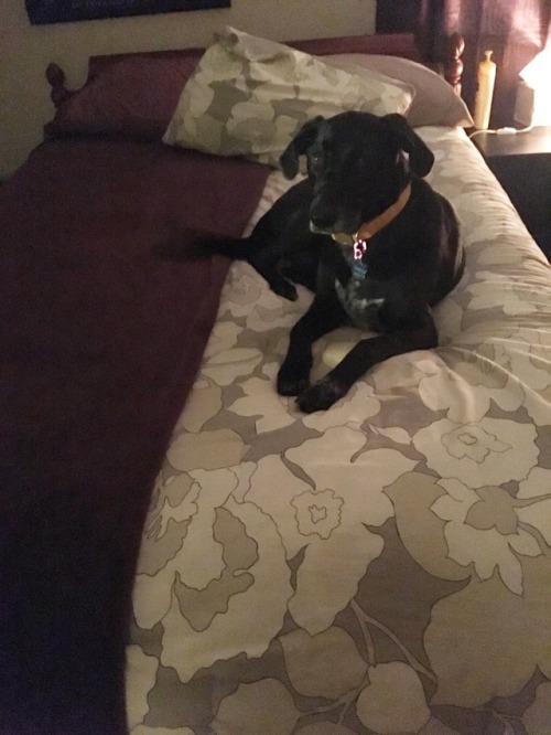 watsonshoneybee: guess which side of this bed is hers update: it thunderstormed and guess who ended 