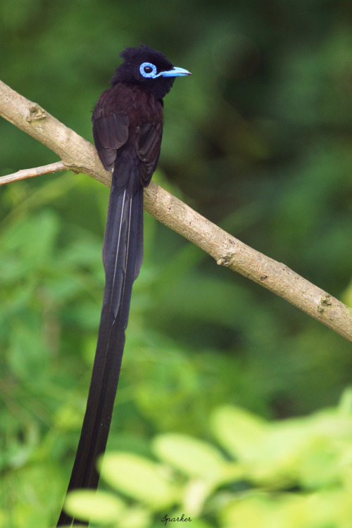 earth-song:Japanese Paradise Flycatchers