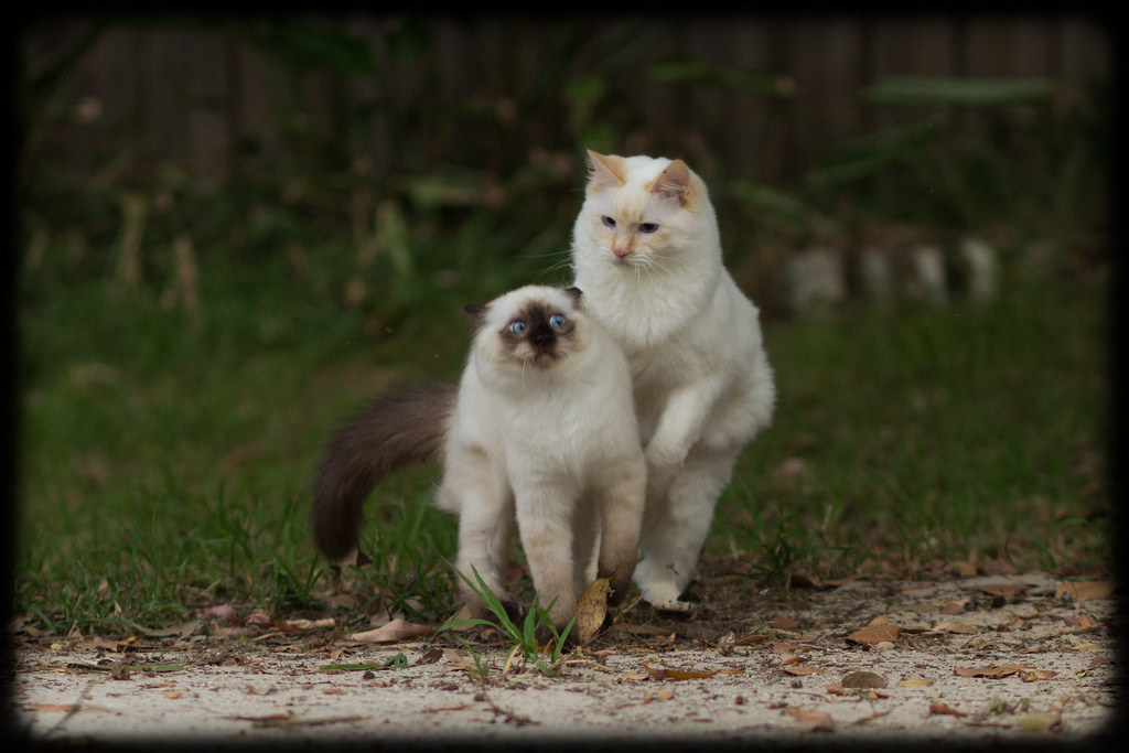 allyspock:  catsbeaversandducks:  Fun in the Yard with Milo and Diesel Photos and