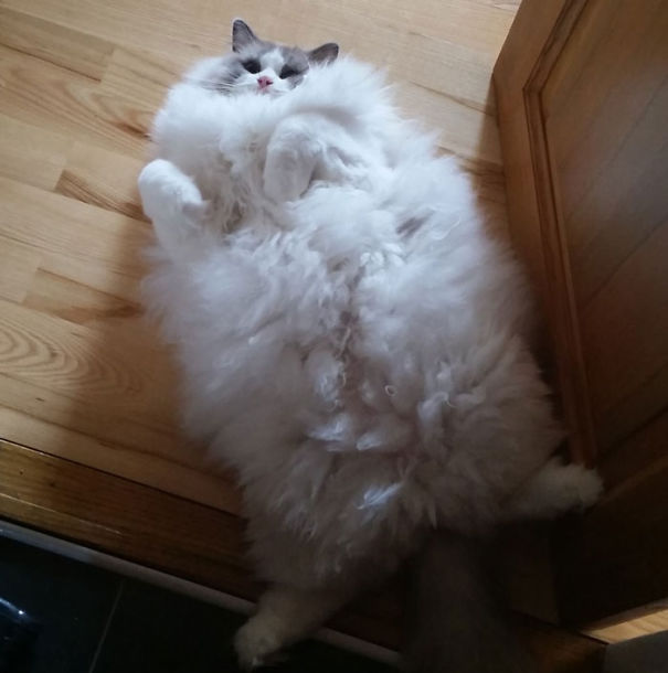 princessbabyshay:  foxi-nati:  pencandy:  boredpanda:    20+ Of The Fluffiest Cats