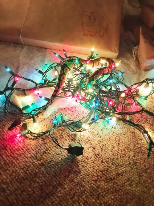 zarmethyst:happy holidays from sherbet the ball python