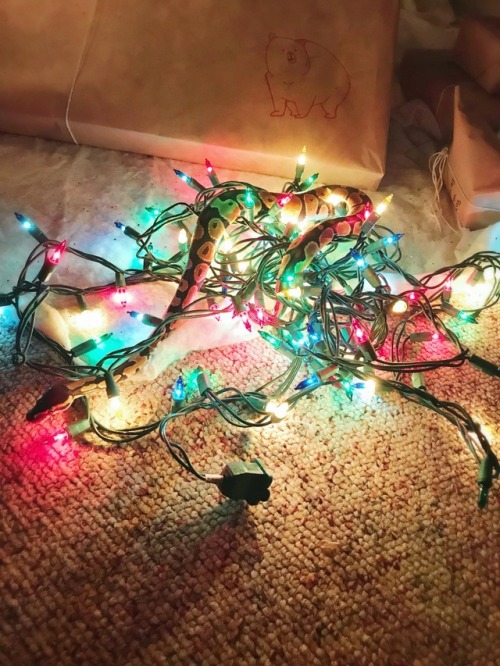 zarmethyst:happy holidays from sherbet the ball python 