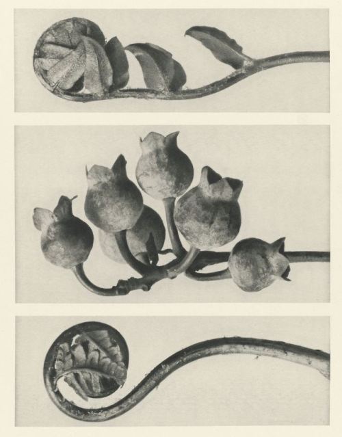 Karl Blossfeldt, Botanical Photographs, Late 1920′s