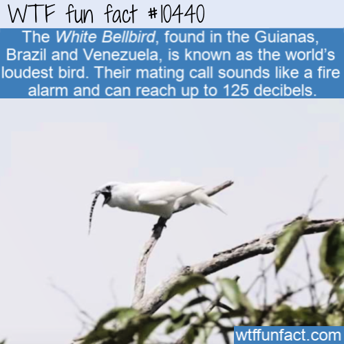 wtf-fun-factss:The White Bellbird, found in the Guianas, Brazil and Venezuela, is known as the world